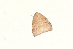 Detounda leptoplasta