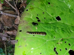 Tenthredo mandibularis