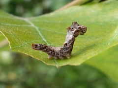 Falcaria lacertinaria
