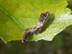 Falcaria lacertinaria