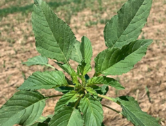 Amaranthus palmeri