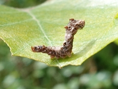 Falcaria lacertinaria