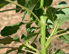 Amaranthus palmeri