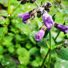 Salvia przewalskii