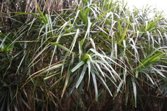 Pandanus tenuifolius
