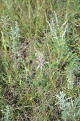 Allium praescissum