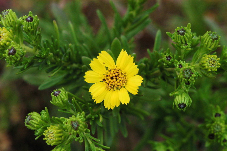 Deinandra clementina