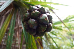 Pandanus tenuifolius