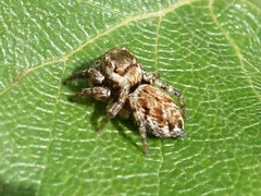 Evarcha falcata