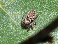 Evarcha falcata