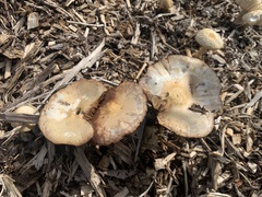 Agrocybe rivulosa