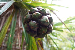 Pandanus tenuifolius