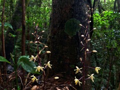 Aphyllorchis montana