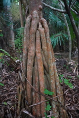 Pandanus tenuifolius