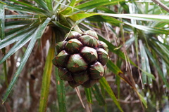 Pandanus tenuifolius
