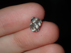 Echinolittorina australis