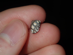 Echinolittorina australis