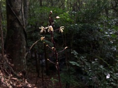 Aphyllorchis montana