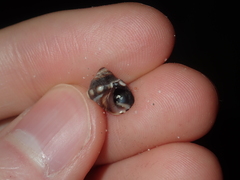 Echinolittorina australis