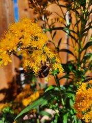 Bombus terrestris