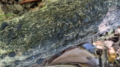 Annulohypoxylon truncatum