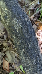 Annulohypoxylon truncatum