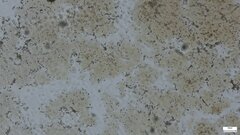 Boletus nigromaculatus