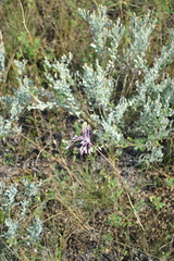 Allium praescissum
