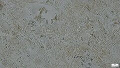 Boletus nigromaculatus