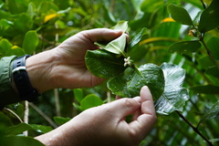 Pyrostria revoluta
