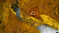 Boletus nigromaculatus