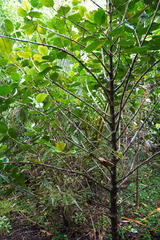 Pyrostria revoluta