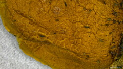 Boletus nigromaculatus