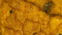 Boletus nigromaculatus