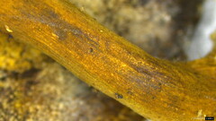 Boletus nigromaculatus