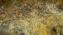 Boletus nigromaculatus