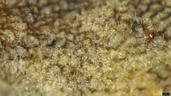 Boletus nigromaculatus