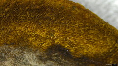 Boletus nigromaculatus