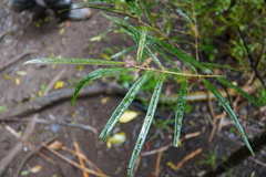 Pyrostria revoluta