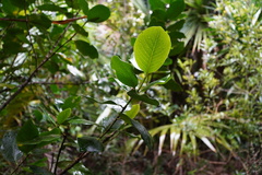 Pyrostria revoluta