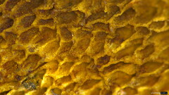 Boletus nigromaculatus