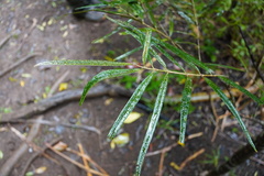 Pyrostria revoluta
