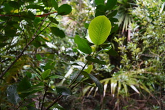 Pyrostria revoluta