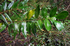 Pyrostria revoluta