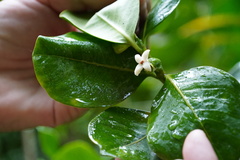 Pyrostria revoluta