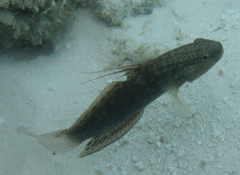 Amblygobius semicinctus