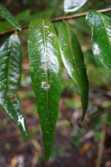 Pyrostria revoluta