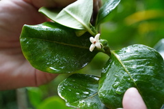 Pyrostria revoluta