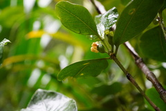 Pyrostria revoluta