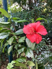 Hibiscus rosa-sinensis
